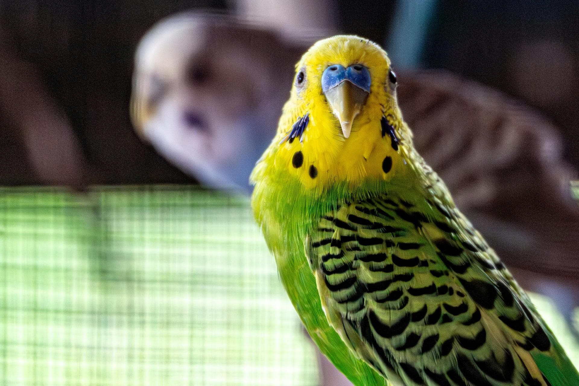 Best Vets in Leicester